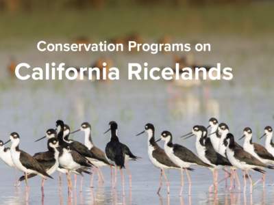 Reminder – Winter Conservation Programs and Deadlines